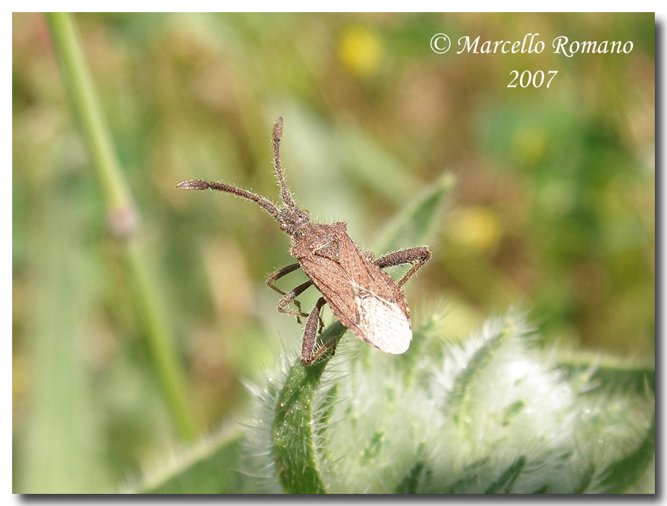 Album di eterotteri fotografati in Sicilia nel 2007